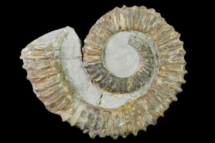 Aegocrioceras Ammonite - Germany #139139